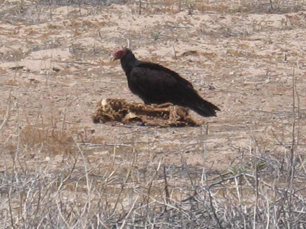 buzzard-1024x768.jpg